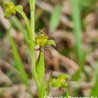 Habenaria acuminata (Thwaites) Trimen